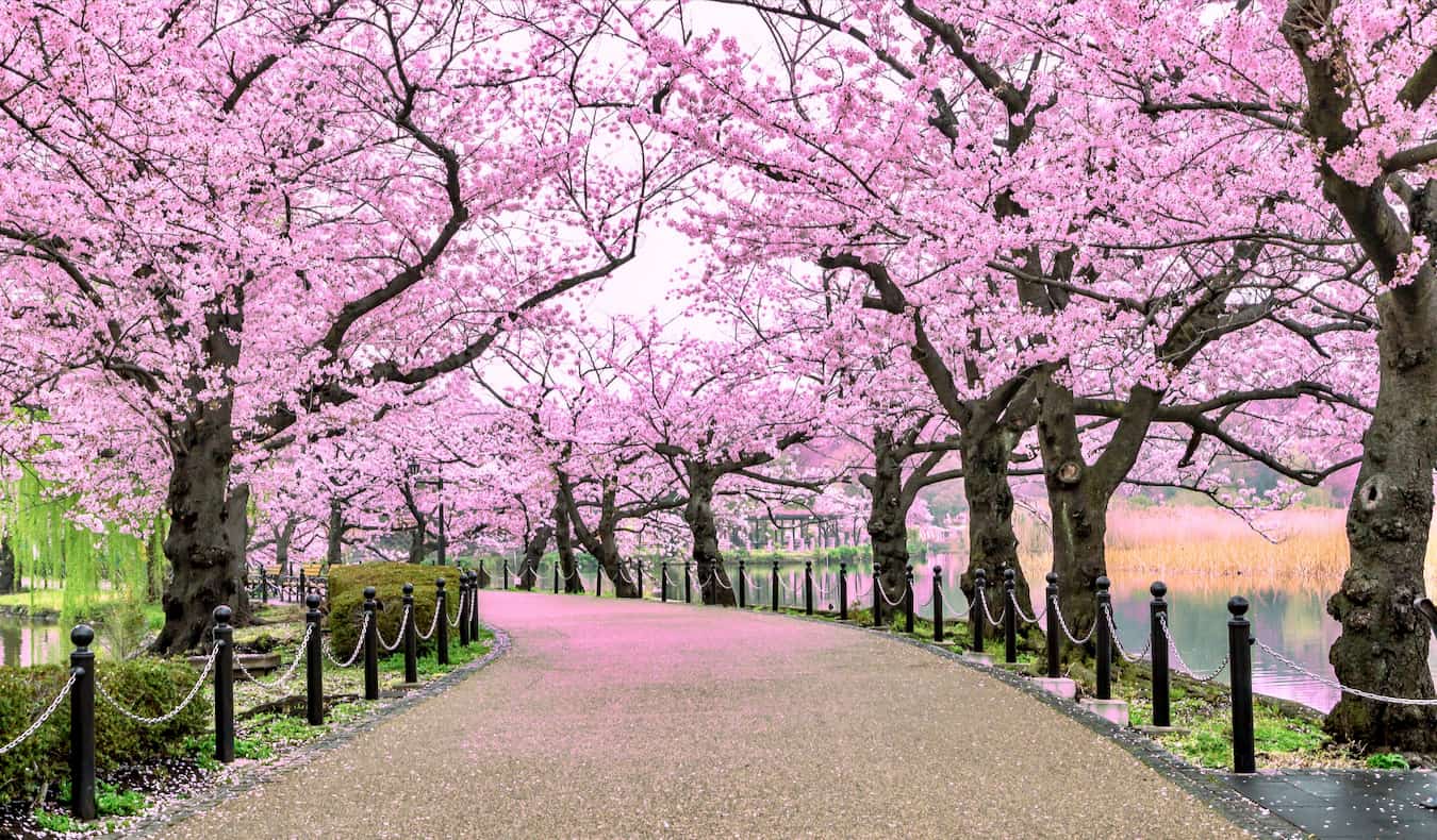 One Day in Tokyo, Explore Ueno Park
